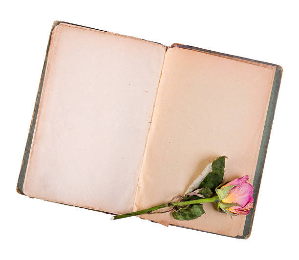 istock Dry rose and old book isolated on white 493980057