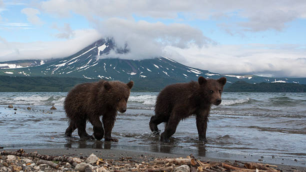 istock Brown bears cubs catching fish in the lake 493980343