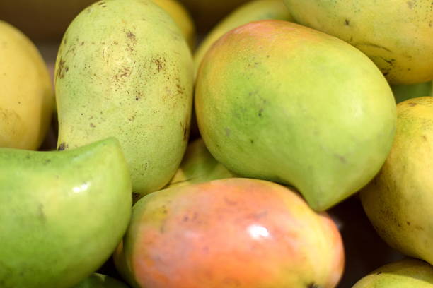 istock Fresh Indian Mango ready for Sale in the Market 493980508