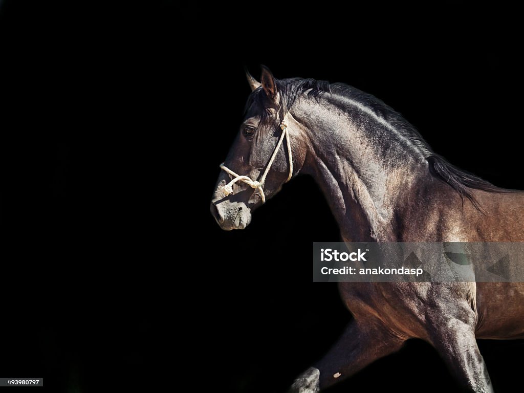 Running Andalusian stallion.  isolated at black Activity Stock Photo