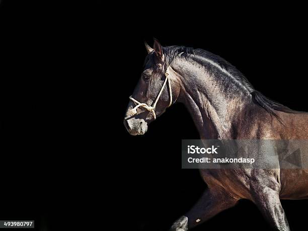 Running Andalusian Stallion Isolated At Black Stock Photo - Download Image Now - Activity, Andalusia, Animal