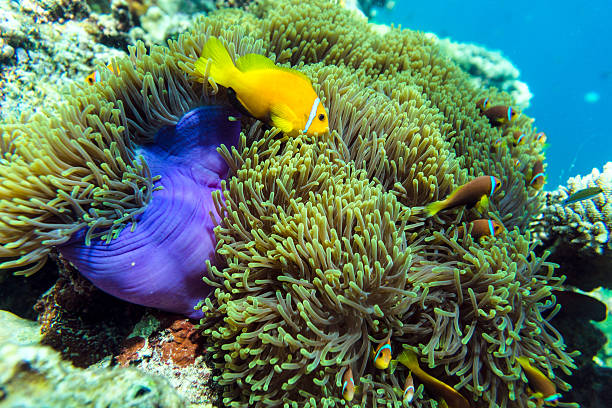 istock Tropical fish and coral in Maldives 493981138