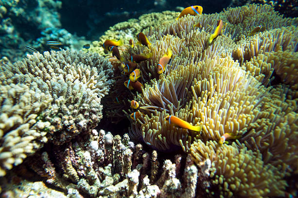 istock Tropical fish and coral in Maldives 493981470