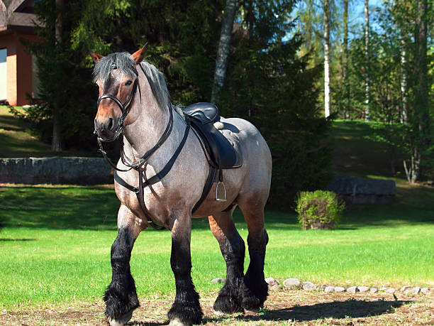 foto de cuerpo completo de un caballo belga de barril. - draft horse fotografías e imágenes de stock