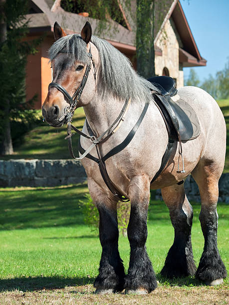 foto de cuerpo completo de un caballo belga de barril. - draft horse fotografías e imágenes de stock