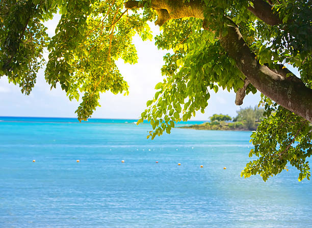 view of the sea through foliage of a tree