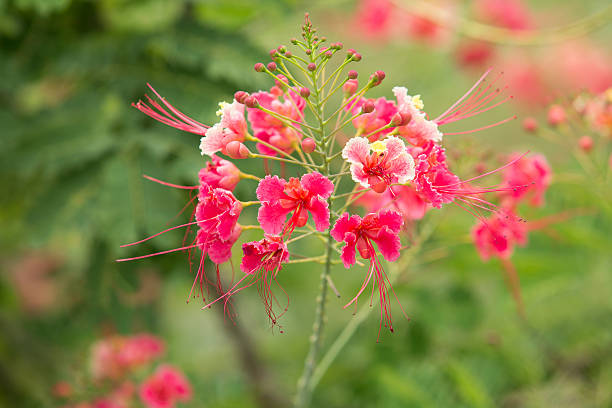 istock Pink blossom flower 493982702