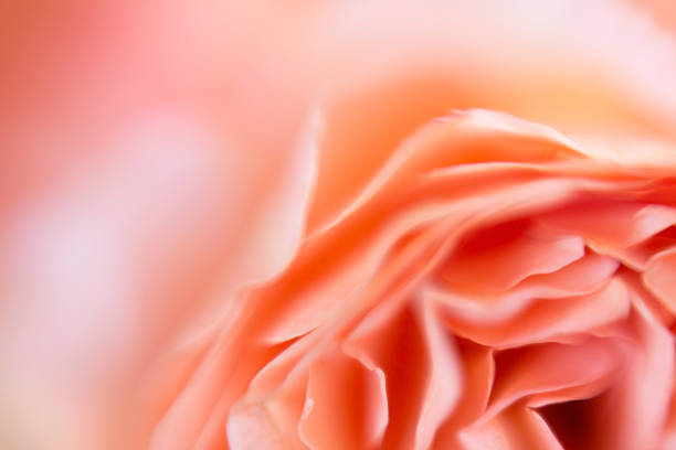 istock Blur background of david austin roses 493982892