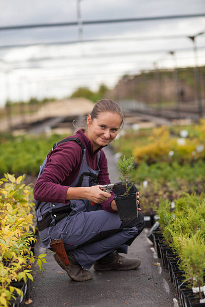 mulher gardener transplants e rearranges plantas em vasos, - gardening women vegetable formal garden - fotografias e filmes do acervo