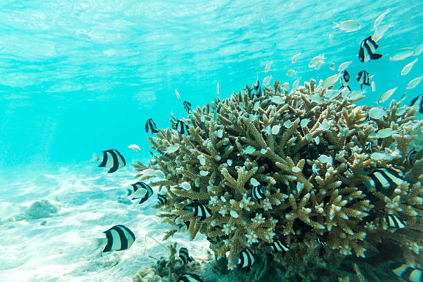 istock Tropical fish and coral in Maldives 493983074