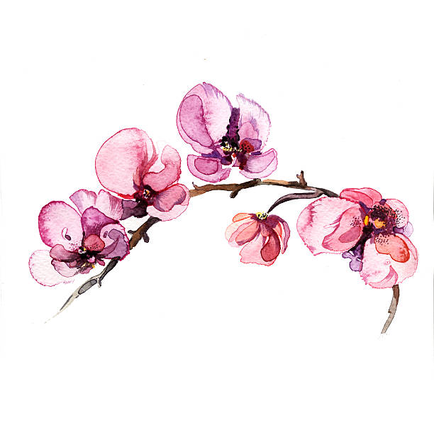 den orchideen blumen in aquarell isoliert - orchidee stock-grafiken, -clipart, -cartoons und -symbole