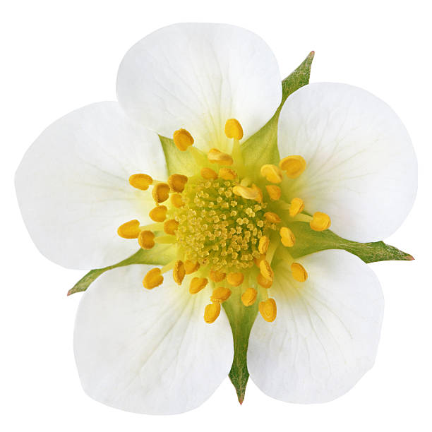 istock Strawberry flower isolated on white 493983633