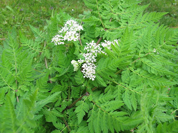 istock Sweet Cicely, Myrrhis odorata 493983717