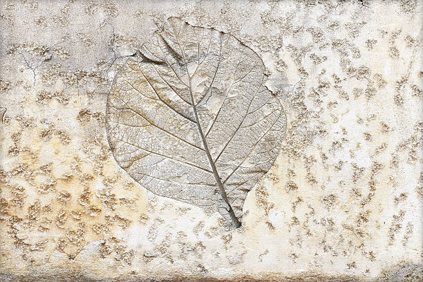 istock marks of leaf on the concrete pavement. 493984631