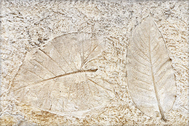 istock marks of leaf on the concrete pavement. 493984633