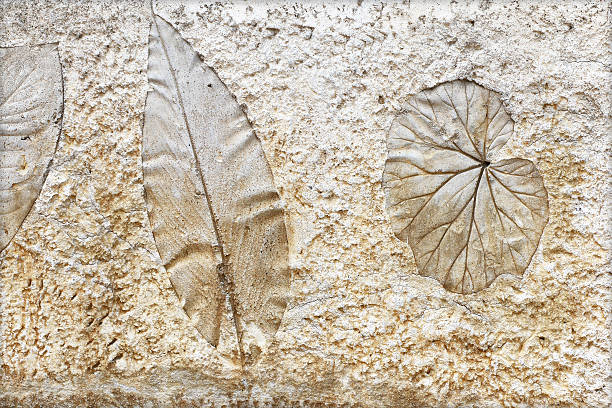 istock marks of leaf on the concrete pavement. 493984635