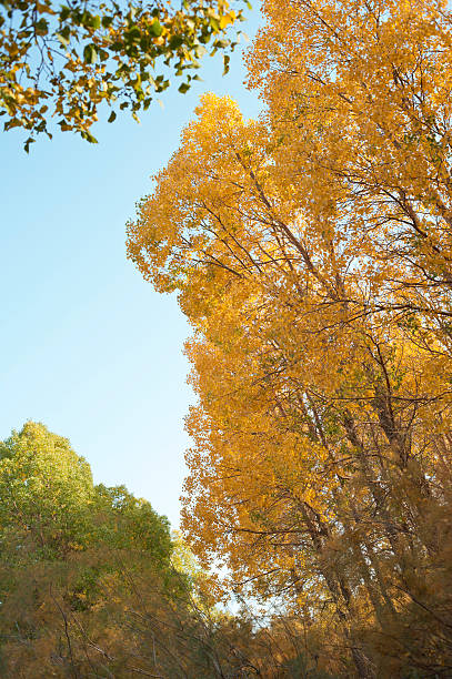 istock Desert poplar and horse 493985813
