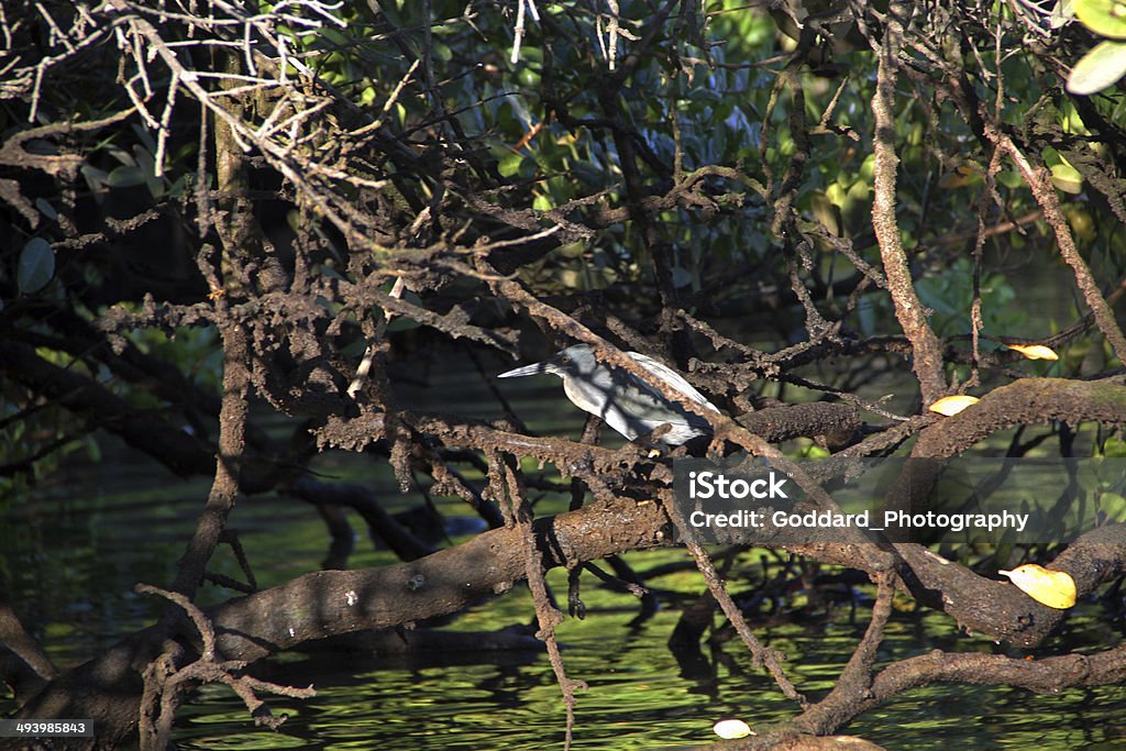 Galapagos: Lava Heron at Black Turtle Cove A Lava Heron (Butorides sundevalli) in a thicket of mangrove trees at  Black Turtle Cove, an estuary on the northern shores of Santa Cruz Island. Bird Stock Photo