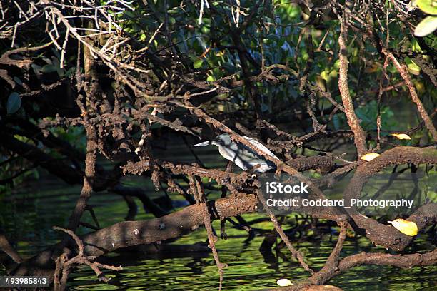 Galapagos Lava Heron At Black Turtle Cove Stock Photo - Download Image Now - Bird, Ecuador, Galapagos Islands