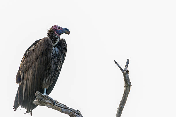 istock Portrait of a Vulture 493993622