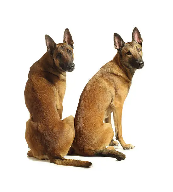 Two Malinois Shepherd dogs isolated on a white background. Back view.
