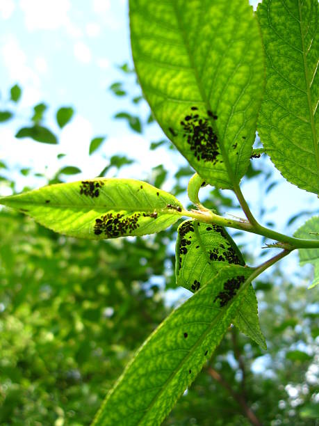 istock Tree with leaves full of a plant louse 493994818