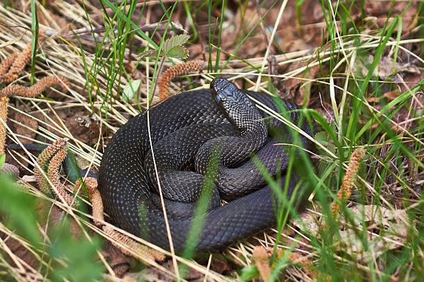istock Venomous snake black forest viper basking in the sun. 493995965