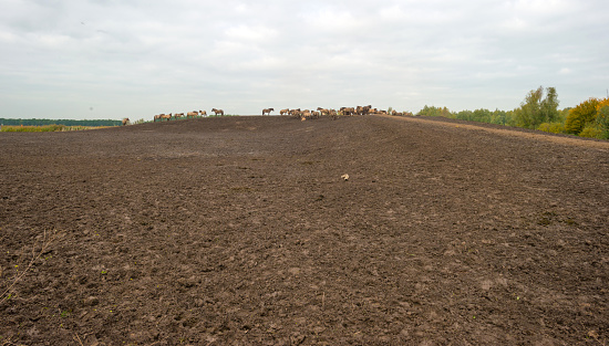 Herd of konik horses on a muddy hill in autumn