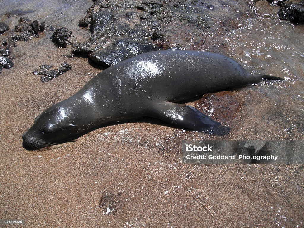 Galapagos: Galápagos sea lion on Bartolomé Island A Galápagos sea lion (Zalophus wollebaeki ) laying in the water on Bartolomé Island. Found in large numbers in the Galapagos, they are highly social and sometimes playful with tourists. Bartolome Island Stock Photo