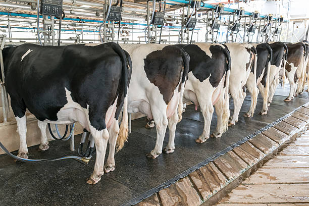 istock Dairy cow. cow in a farm 493996256