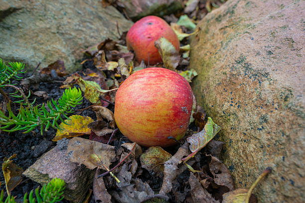 istock Fallen apples in a garden in autumn 493996272