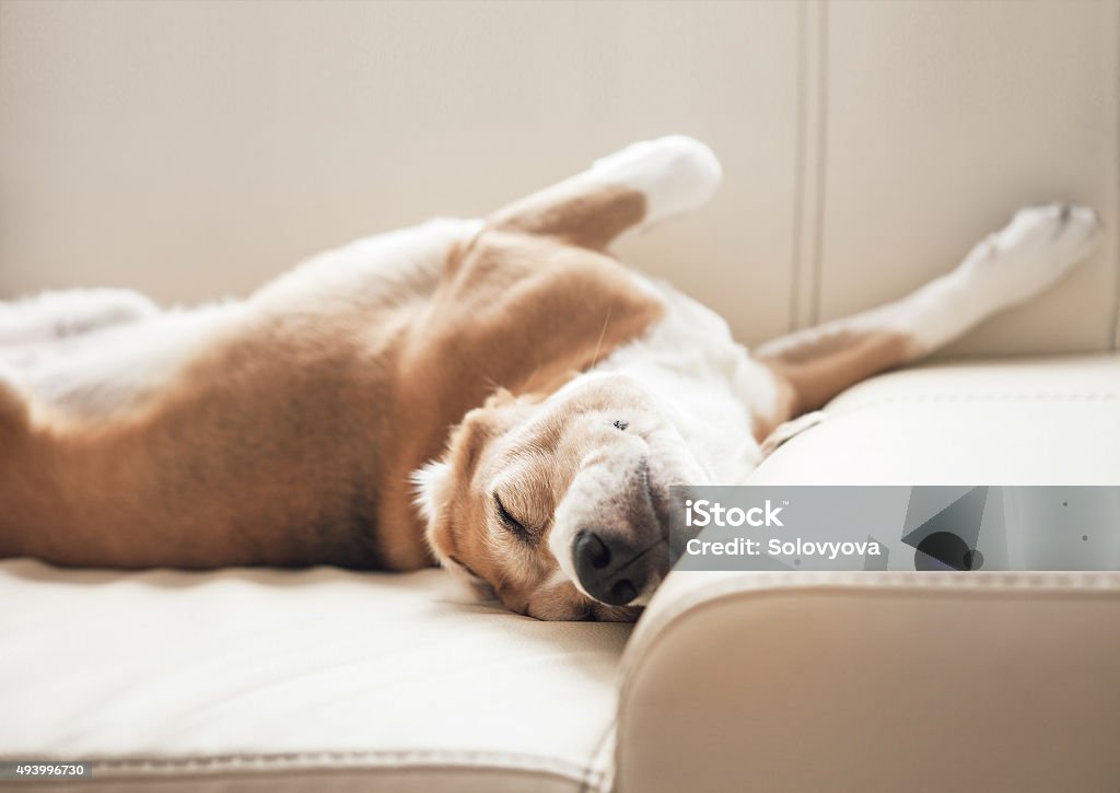 Sleeping beagle on sofa Dog Stock Photo Sleeping beagle on sofa Dog Stock Photo