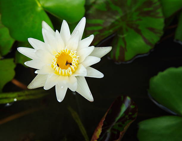 istock white water lilly  flower in garden 493996970