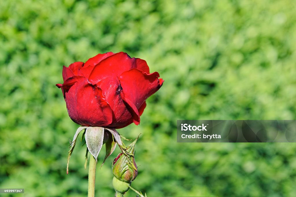 Rosa roja - Foto de stock de Belleza de la naturaleza libre de derechos