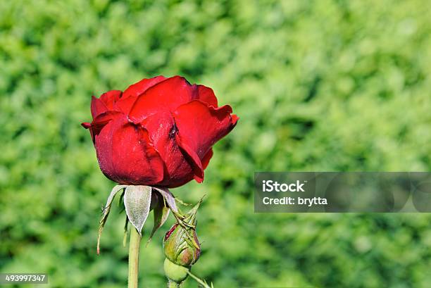 Rosa Roja Foto de stock y más banco de imágenes de Belleza de la naturaleza - Belleza de la naturaleza, Botánica, Cabeza de flor