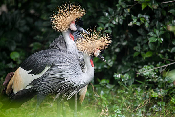 istock Two Bird Grey Crowned Crane in nature green forest 493997418