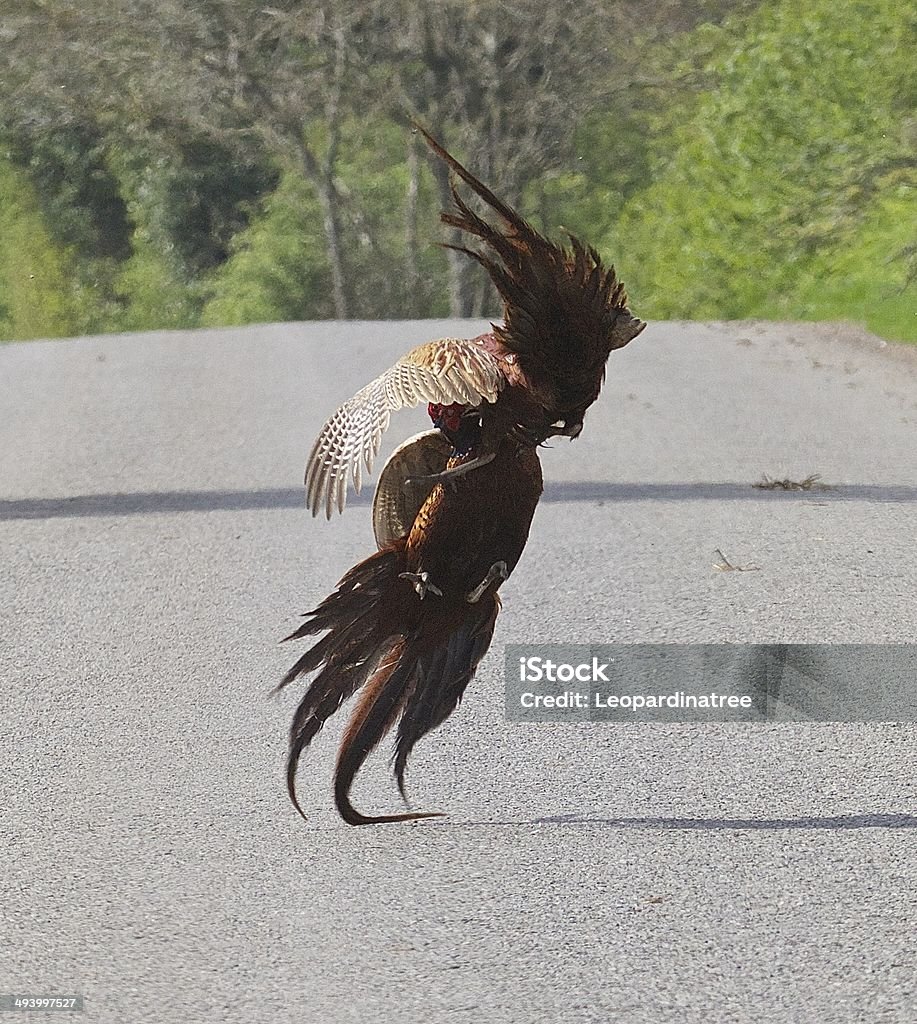 Pheasants Two male pheasants fighting in the middle of a country road. Animal Wildlife Stock Photo
