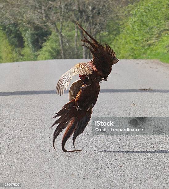 Pheasants Stock Photo - Download Image Now - Animal Wildlife, Beauty In Nature, Bird