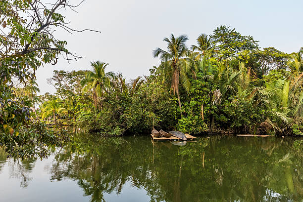 istock Mekong Delta in Vietnam 493997534