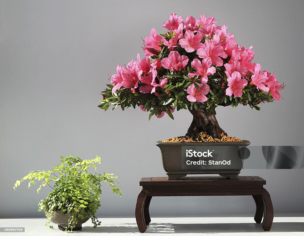 blooming bonsai azalea blooming bonsai azalea from exhibition Art Stock Photo