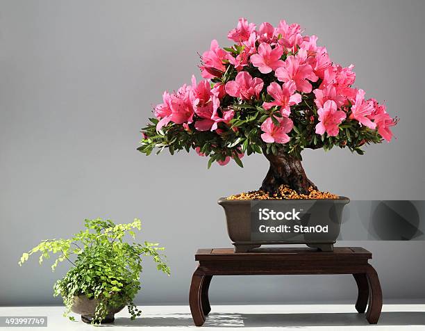 Blooming Bonsai Azalea Stock Photo - Download Image Now - Art, Art And Craft, Art Product