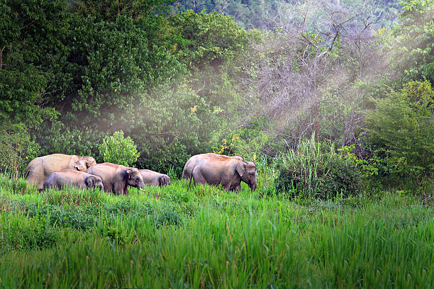 Kui - buri Nation Park Prachuabkirikhan