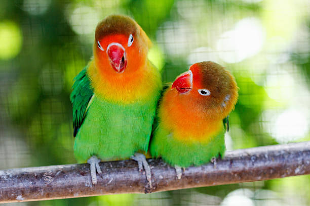 istock Beautiful green lovebird parrot 493998144