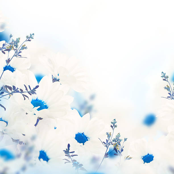 istock Spring bouquet of daisies 493998229