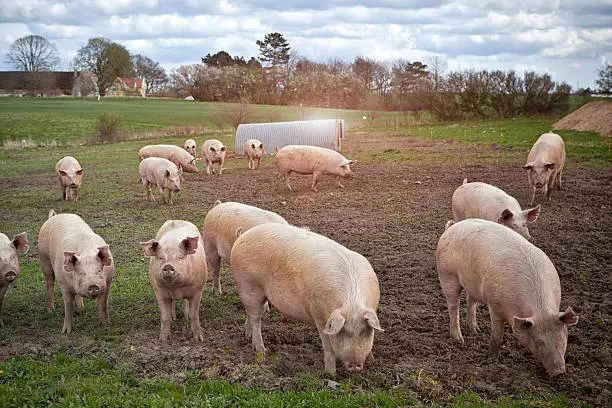 Happy pigs on organic ecological farm in Denmark..