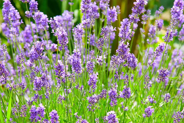 photo of blooming purple lavender flowers bush
