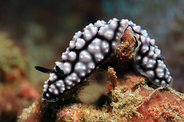 istock Phyllidiella Pustulosa 494000324
