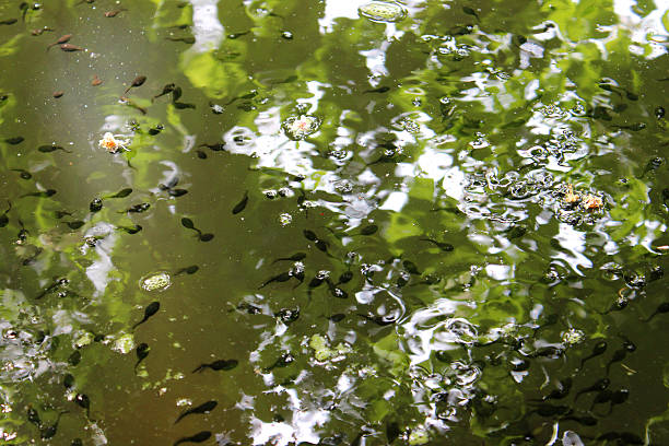 istock Image of green pond with tadpoles visible in reflections 494000437