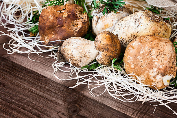 istock Porcini's boletus edulis 494000634