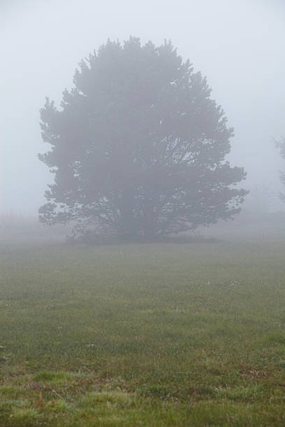 amrum (allemagne) arbre dans le brouillard - north sea audio photos et images de collection